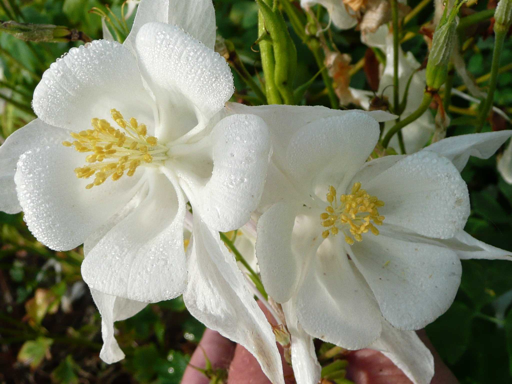Swan White Columbinejpg